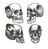 four skulls are shown on a black background